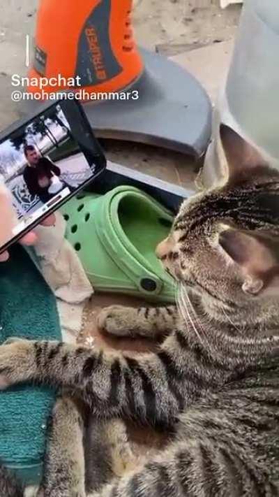 گربه گل زده😂😂😂😂