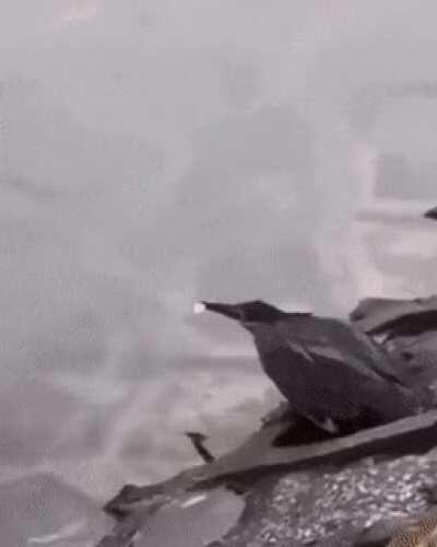 Clever Heron Shows Off Fishing Skills to Catch Prey