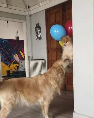 Up you go, fren!