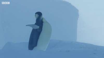BBC camera crew rescues trapped penguins