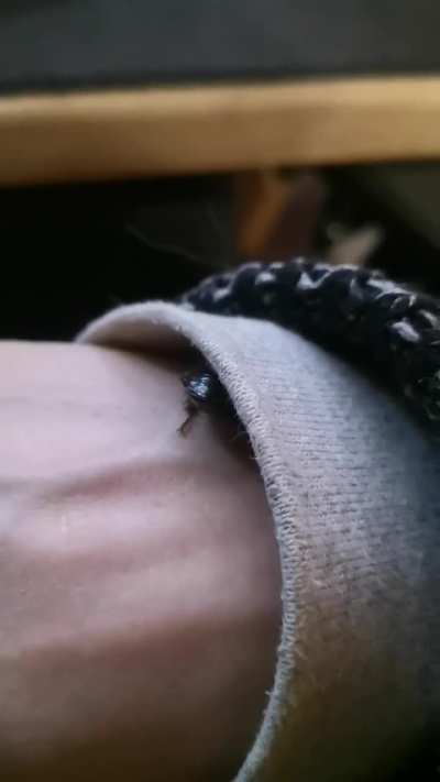 I hide pet roaches in my sleeves 