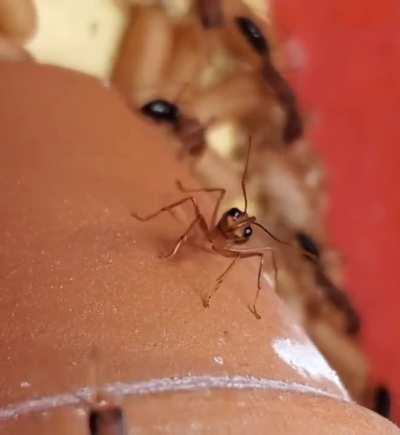 A cute and curious ant wiggles around as it inspects the camera.