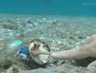 Finger Bump With An Octopus