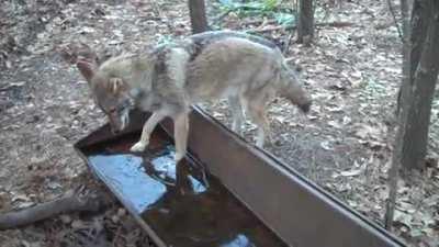 Coyote accidentally gives itself a brain freeze while drinking from a frozen water trough