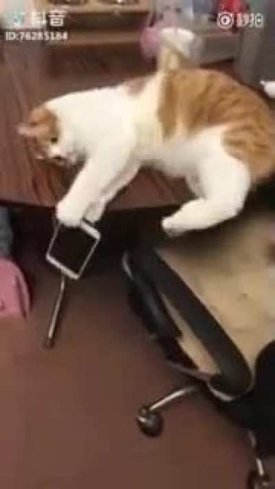 ^^Cat-like reflexes^^