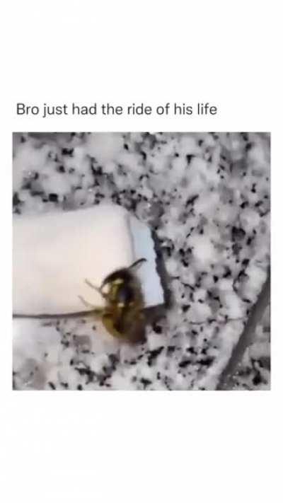 Perpetual motion hornet