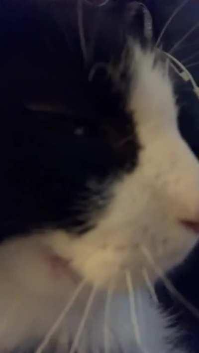 Brbrbrbrbrbrbrbrbrbr (plus teefies!)