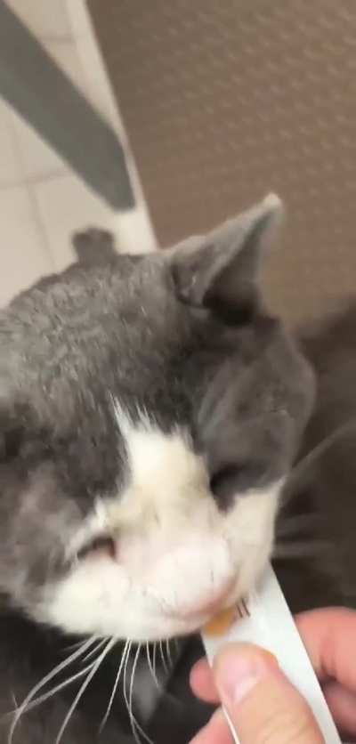 For everyone worrying about Géode from our shelter. This is him enjoying a snack.