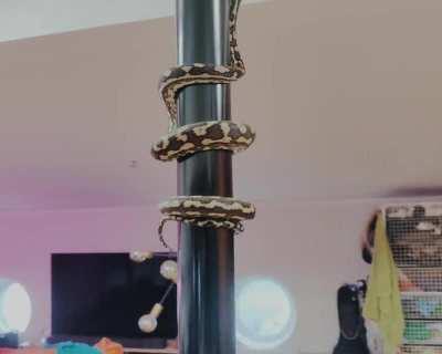 Lillith showing off her climbing skills