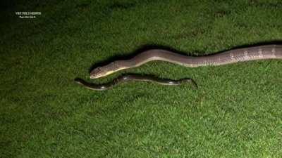 King cobra catchres and eats rice snake effortlessly