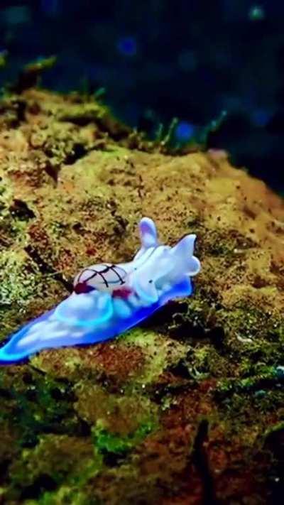 Sea slugs (Nudibranchs)