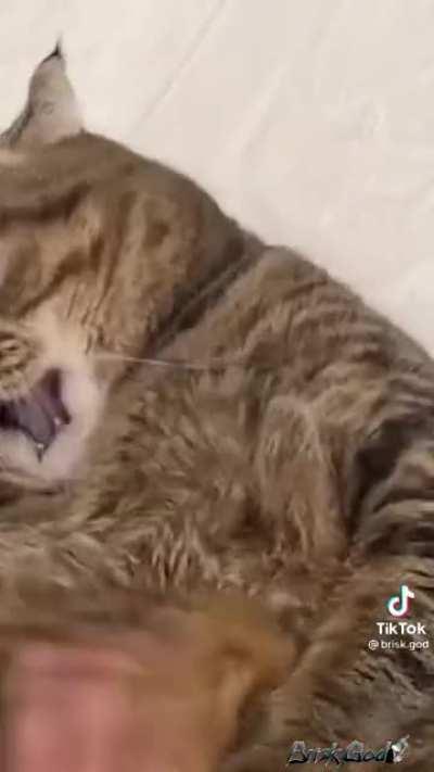 Chonker cushion activate