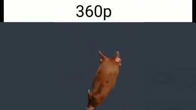 Se liga no corpo do pai