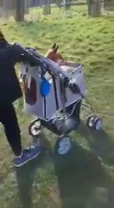 Monty in his pushchair. He was rescued and is now being cared for by a wildlife rehabilitation centre.
