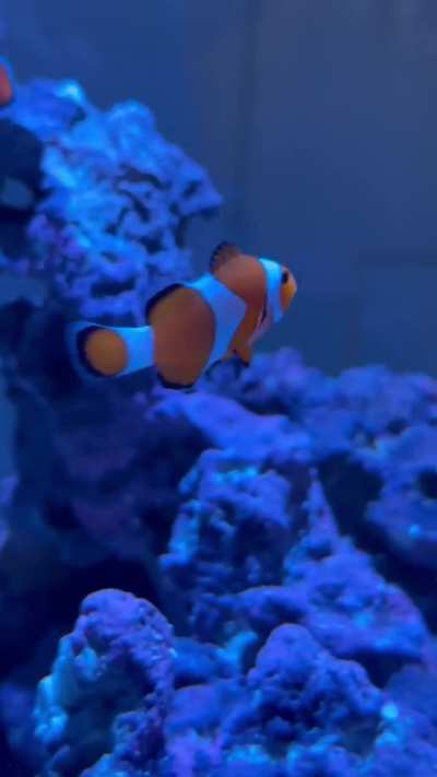 20g Cube stocking options