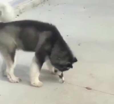 A Big Doggo with such a Ver H*ckin Smol Kitten