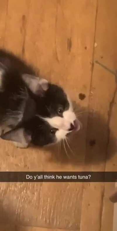 9 weeks of age and at least a pack a day. Meet Armin :)