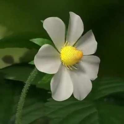 🔥 Time-lapse: Strawberry