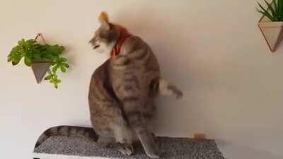 Henry doesn't like looking festive.