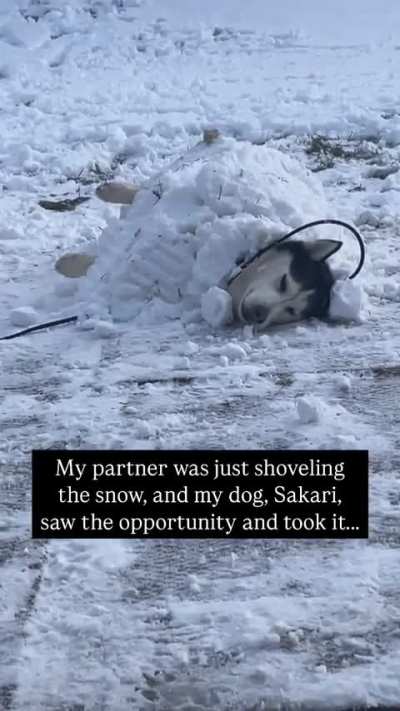 Normal husky activities 🤣