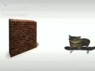 cat on the skateborb