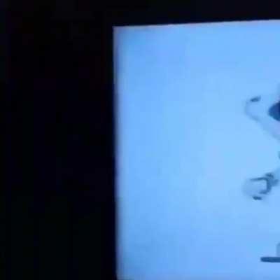 Ese video sirve como terapia, y el periquito lo sabe 👌