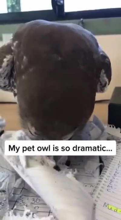 Owls hate tax season too!