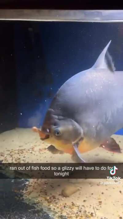 Please identify this fish