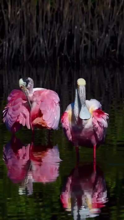 🔥 A pair of Roseate Spoonbills take to the calm water and preen their feathers