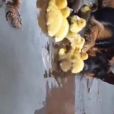 Body guard of the day.