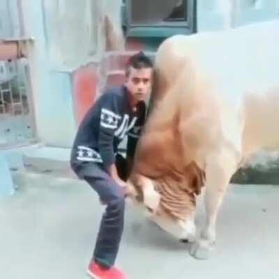 HMFT after I play with this cow.