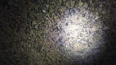 Marching line of baby tarantulas. Filmed in Big Bend NP. But, whyyy!?