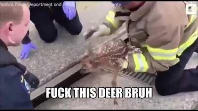 EMS act quickly to quarantine a deer with corona virus