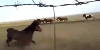 Ford mustand doing an expert drift