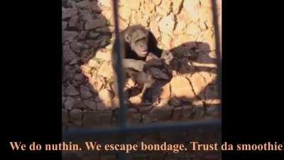 Smooth Brain Apes Waiting For MOASS ~ Art Of Doing Nothing!