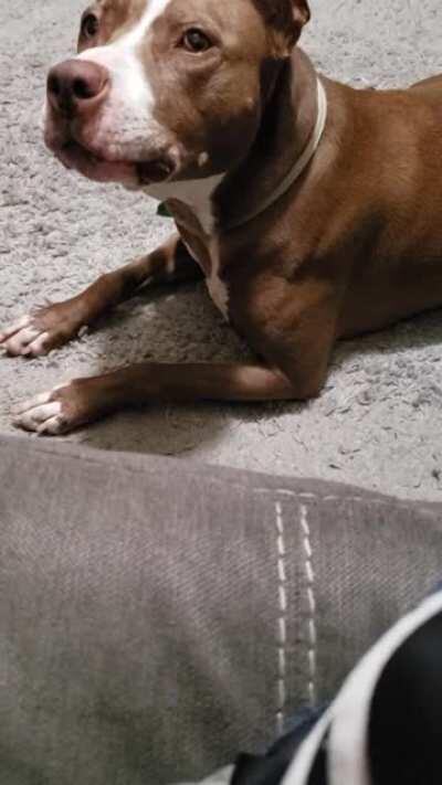 When I pretend to ignore her she lets me know how she feels about it.