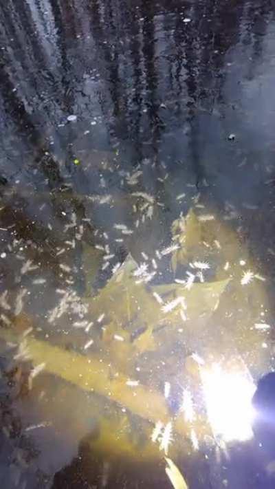 A video from my earlier post of isopods under ice.