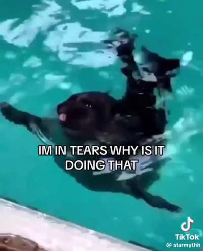 who is this seal (seal id)