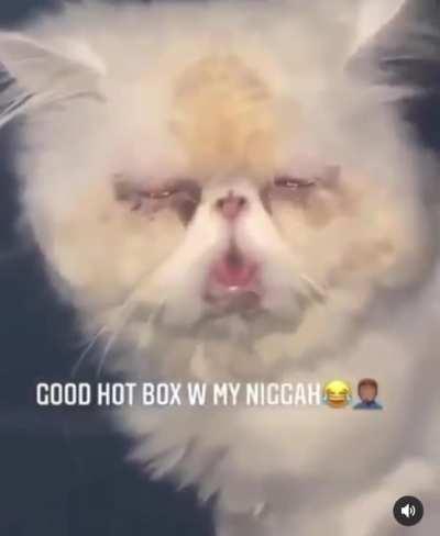 Absolute Piece of Shit smokes a blunt with a cat in the car.