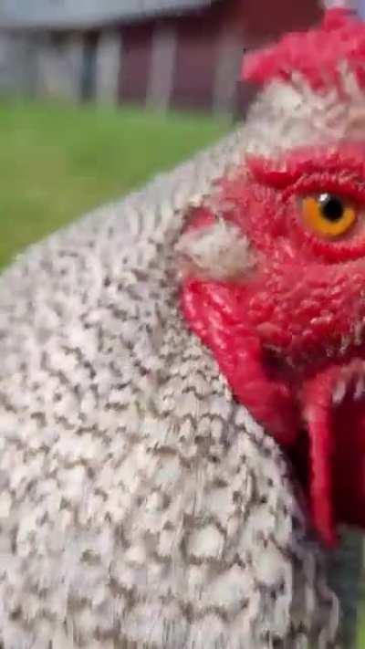 Rooster Always likes to say good morning to his human