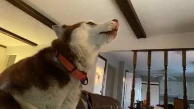 We like to howl together 🤷‍♀️