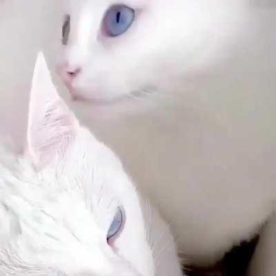 Heterochromia twins