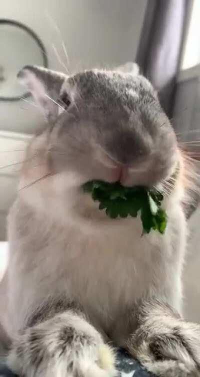 Larry loves his parsley!!💚