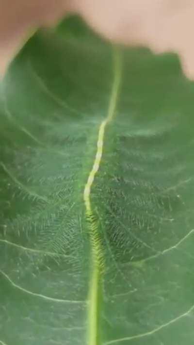 Camouflage of the Baron caterpillar