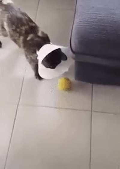CAT gETS StuCK IN TiME WARp