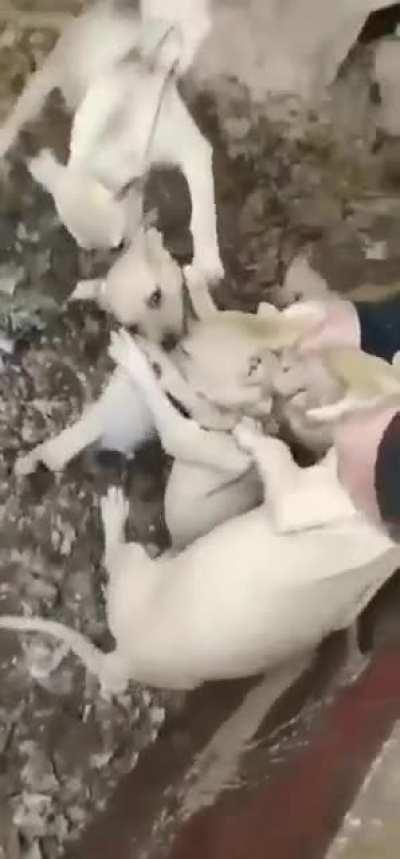 Normal puppy behavior.