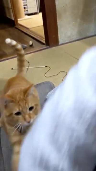 Поиграй с котом