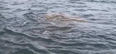 Detached railing and submerged boiler of the steamship Wainui in Auckland, New Zealand