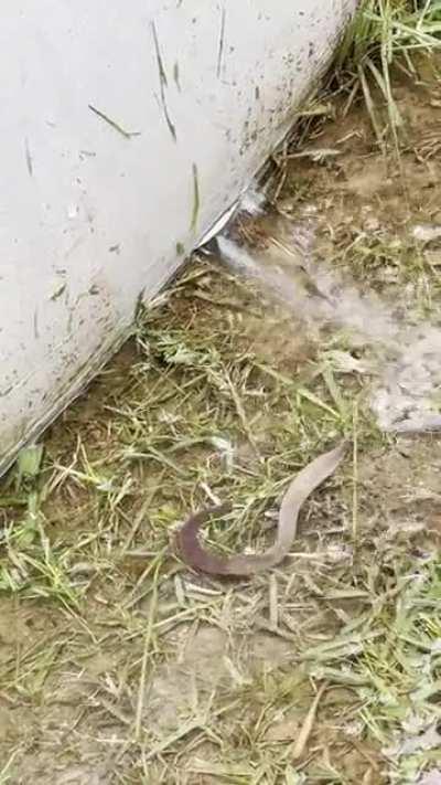 Got a little too close to the pool with the weed whacker