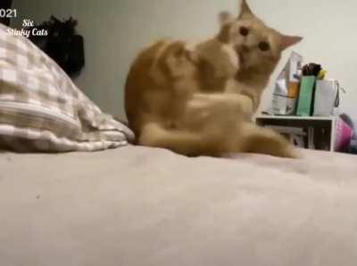 Washing the tip of the tail